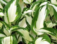 Hostas